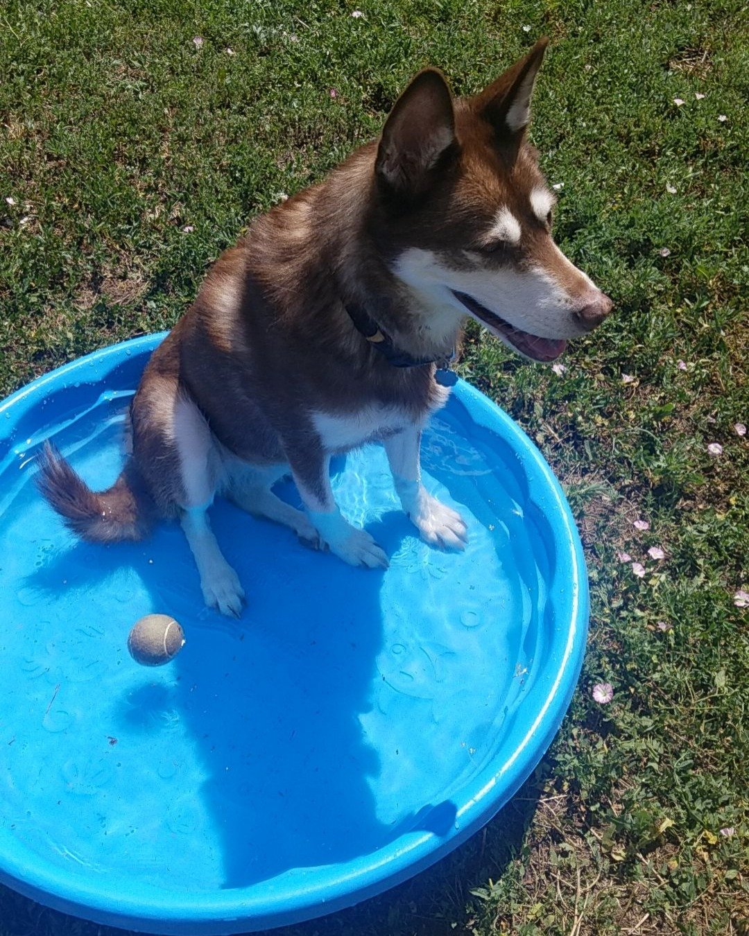 Nala the Siberian Husky. Dog, Husky, Grass, Plant, Summer, Puppy