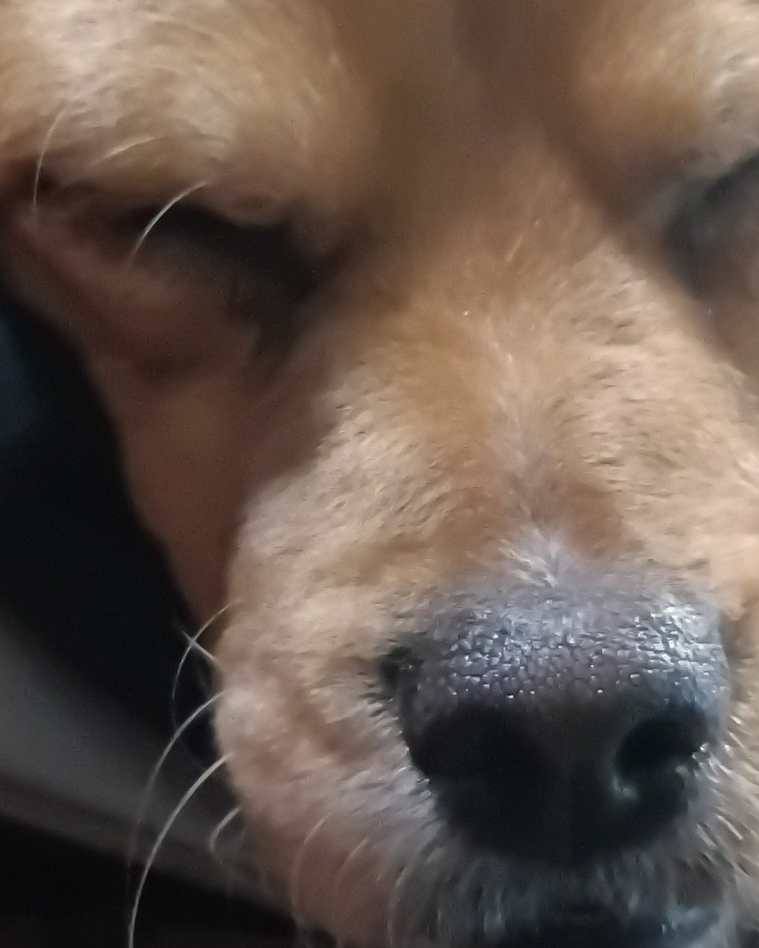 Yuri the PugZu. Snout, Dog, Puppy