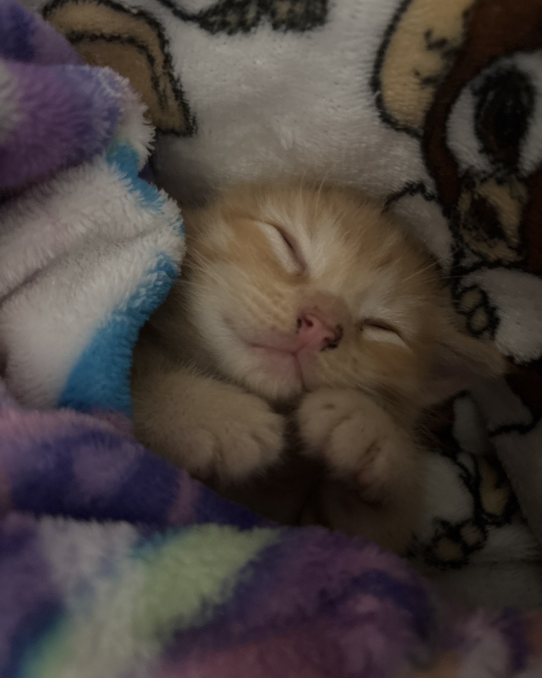 Roxy,nacho,noodle,sunny. Cat, Kitten, Blanket, Person, Sleeping