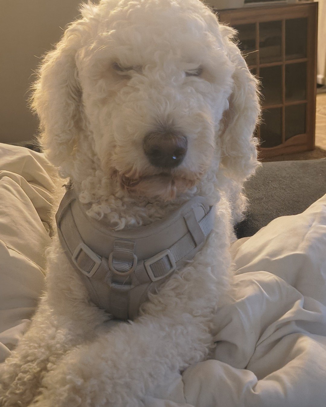 blaire the golden doodle!. Dog, Puppy, Poodle