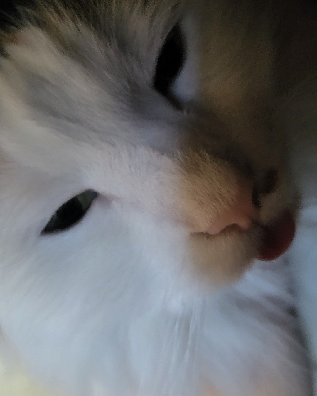 daisy. Angora, Cat, Kitten