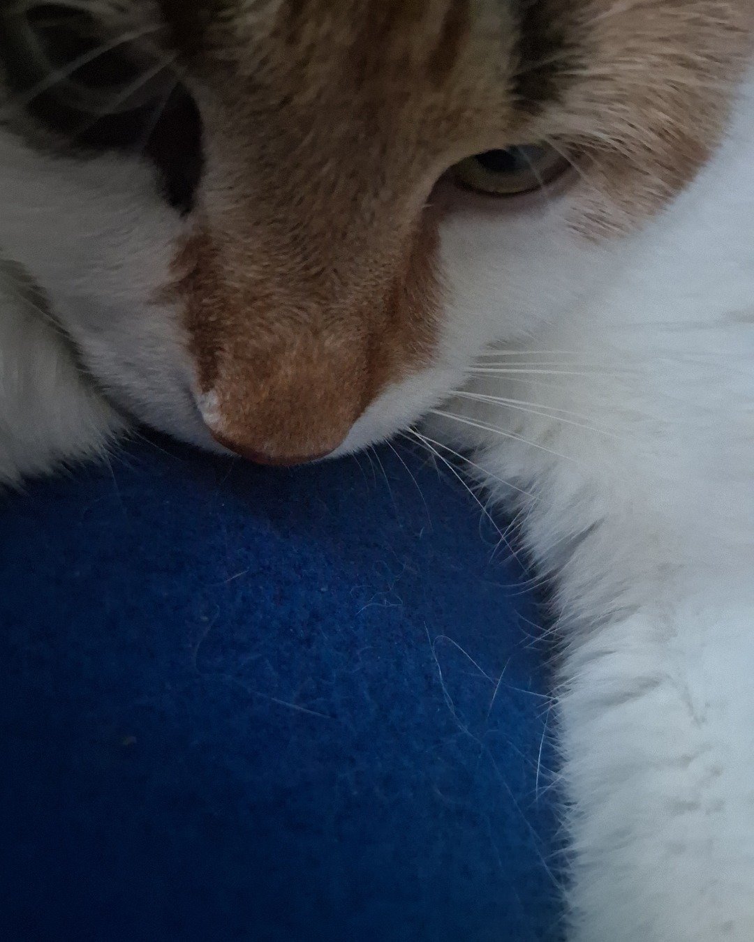 Callie the Calico maincoon. Cat, Kitten