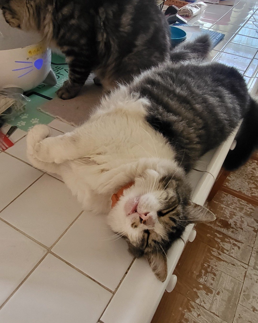 Farley Fart the tabby. Person, Sleeping, Cat, Kitten, Floor, Manx
