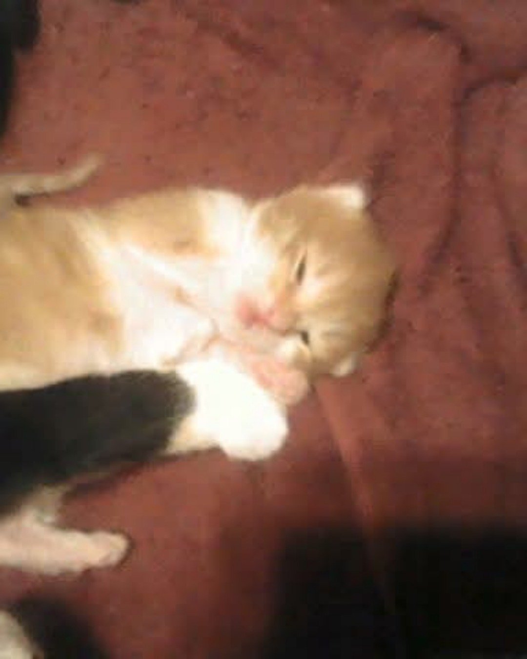 Lucky. Cat, Kitten