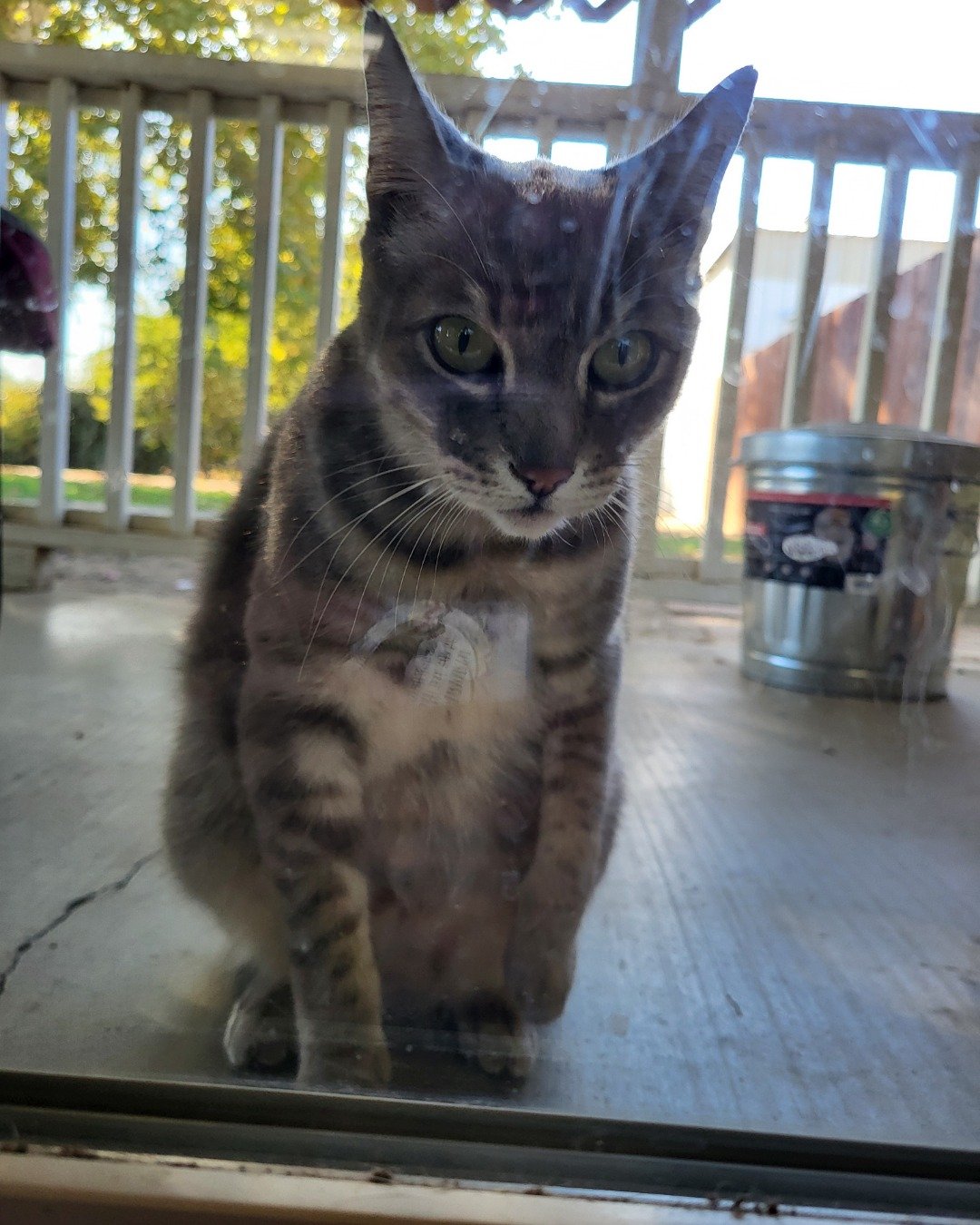 Jack the Tabby. Wood, Cat, Manx, Architecture, Building, House