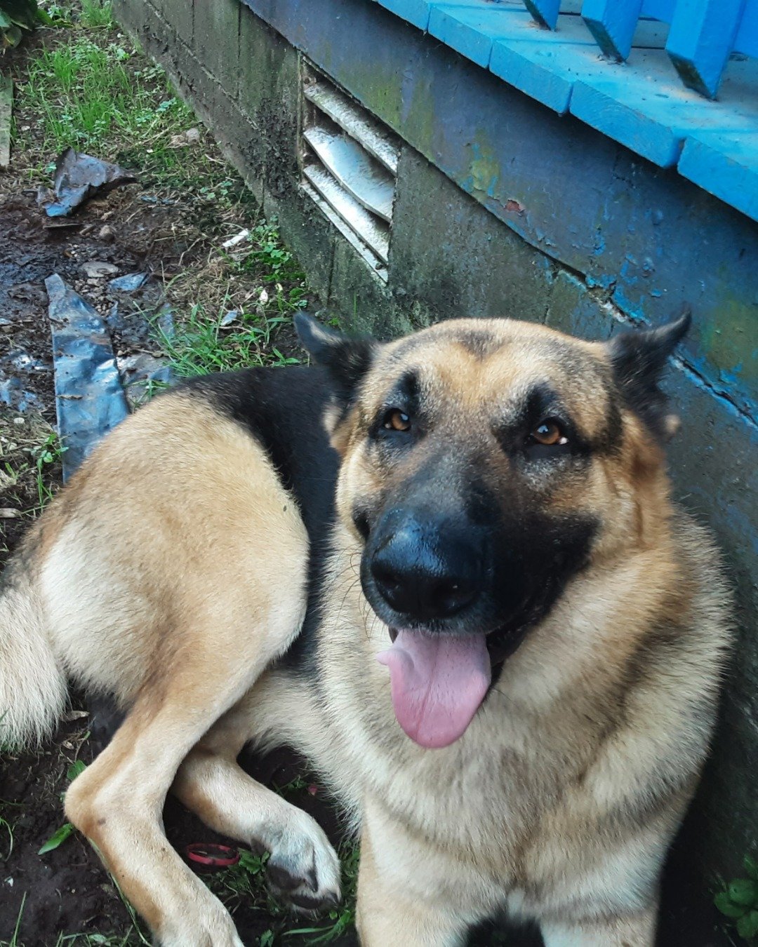 Wesson the German Shepherd. Dog, German Shepherd, Puppy, Grass, Plant