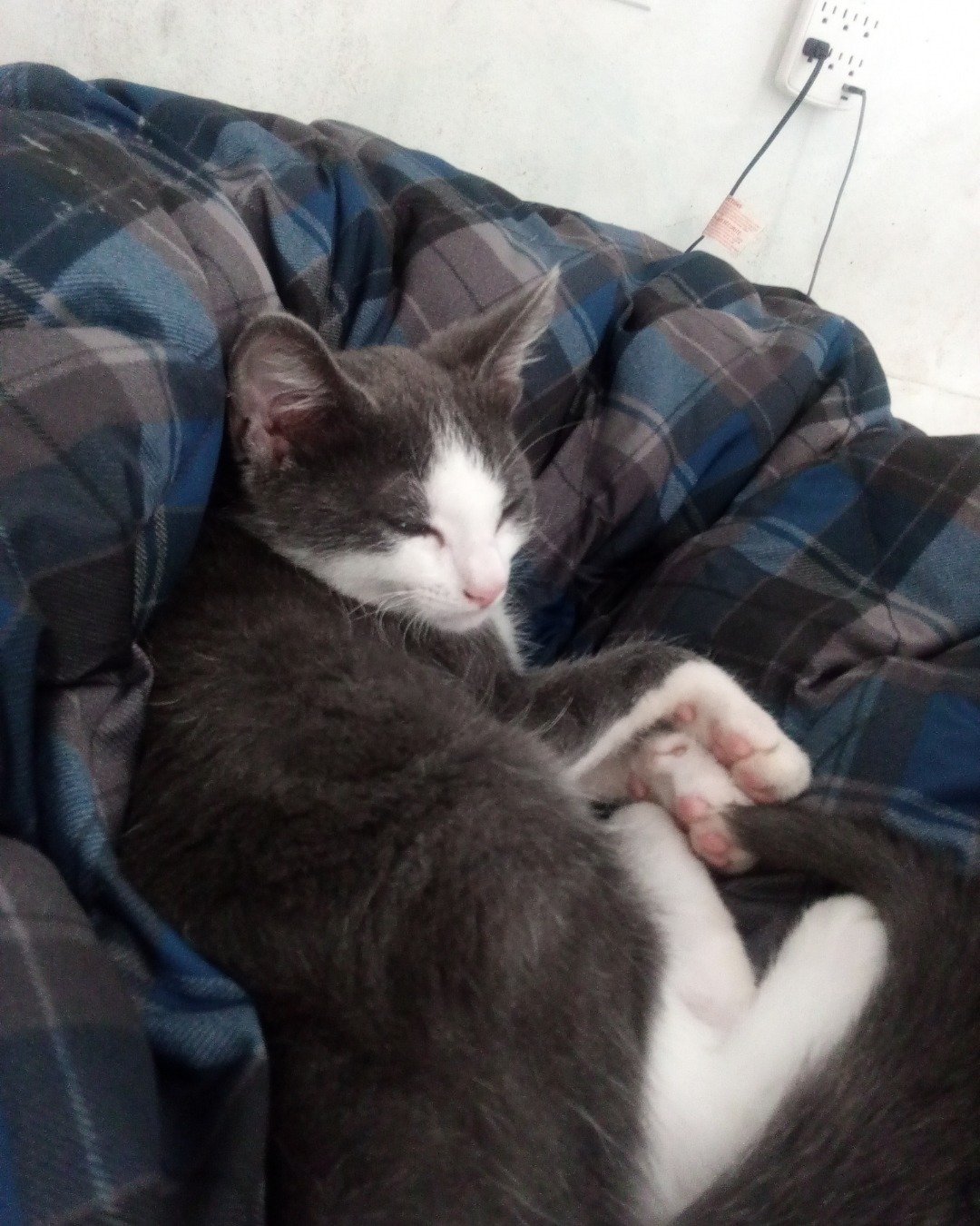 ivy the not sure. Person, Sleeping, Blanket, Couch, Furniture, Cat