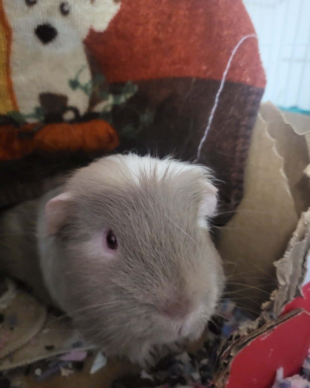 Colby Jack the Guinea pig. Rat, Rodent