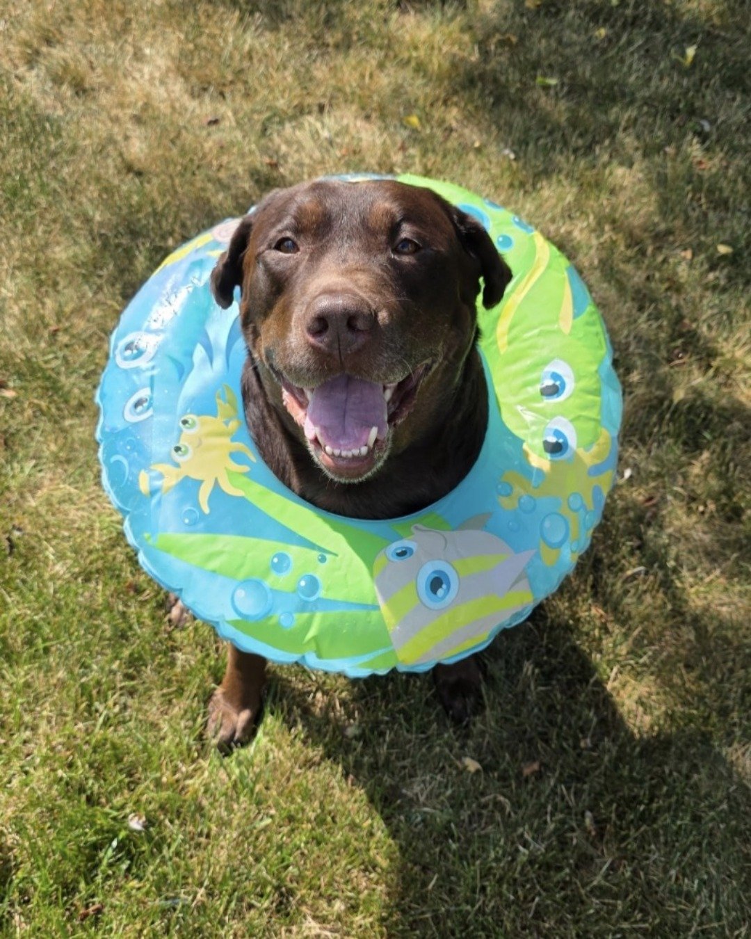 Roscoe the chocolate lab. Grass, Plant, Dog