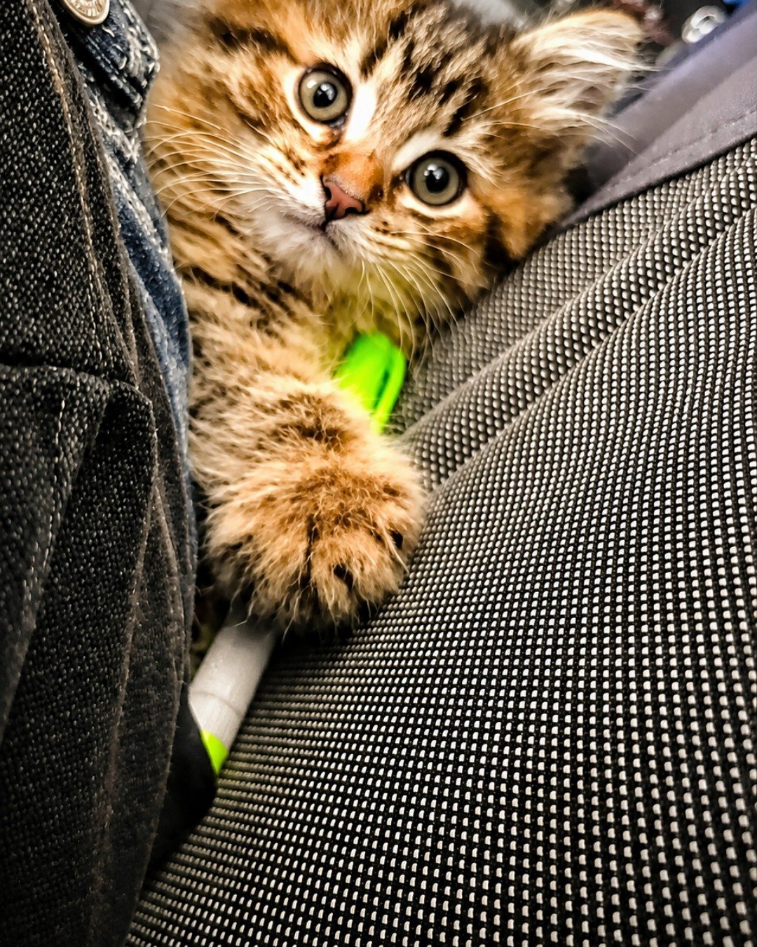 Booey; Baby Boy; Ka-Booey; Boo-Titters the MaineCoon Mix, Tabby. Cat, Kitten