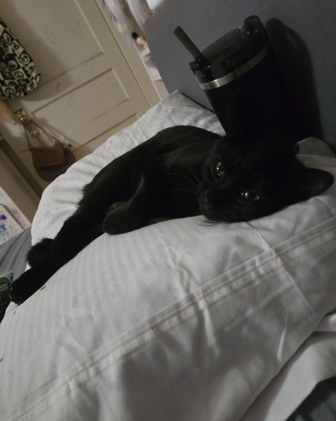 buttercup my widdle baby the domestic shorthair. Cushion, Home Decor, Furniture, Cat, Bed, Bedroom