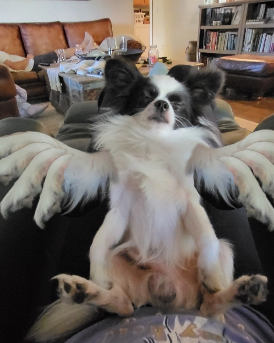 Danny the Long haired Chihuahua. Couch, Furniture, Architecture, Building, Indoors, Living Room