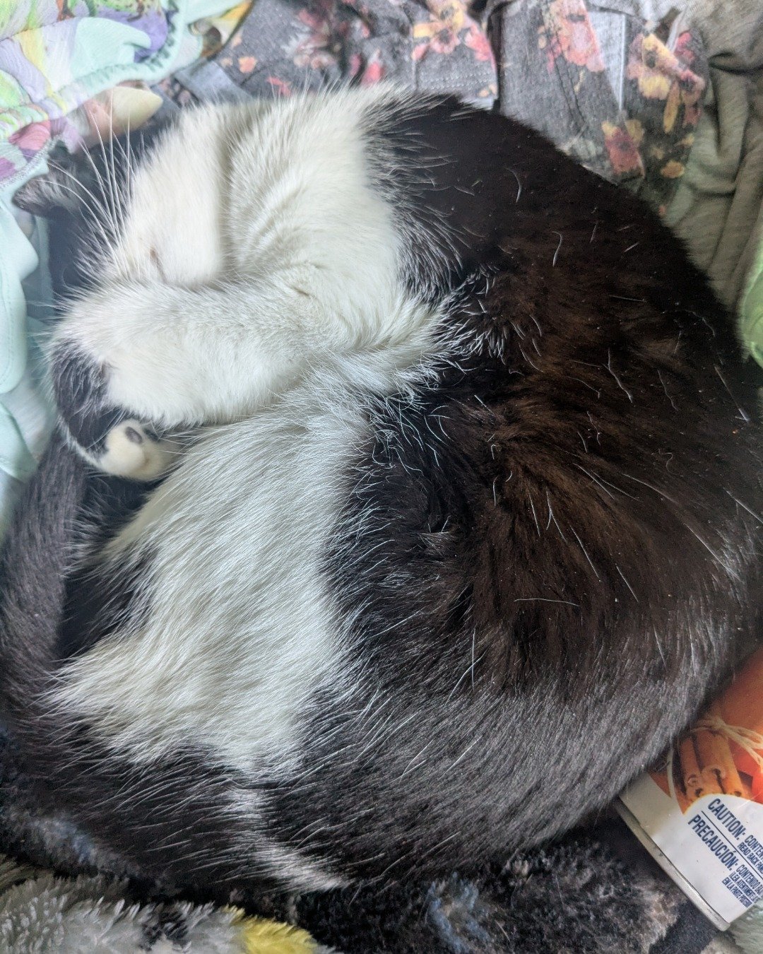 Igashu the Tuxedo. Person, Sleeping, Couch, Furniture, Cat, Cushion