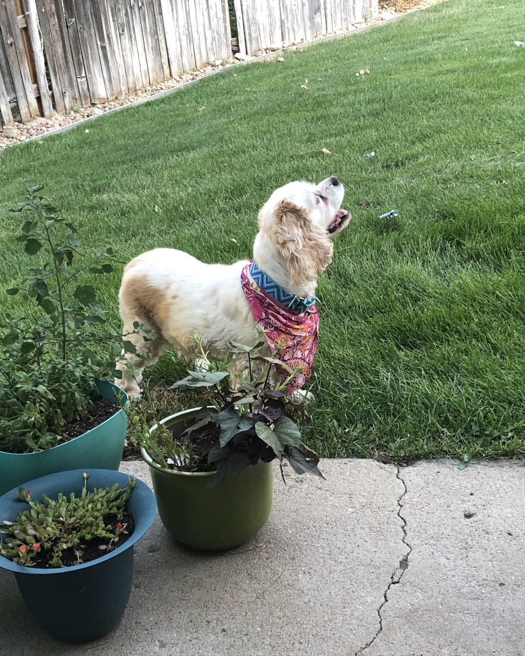 Honey the Cocker Spaniel