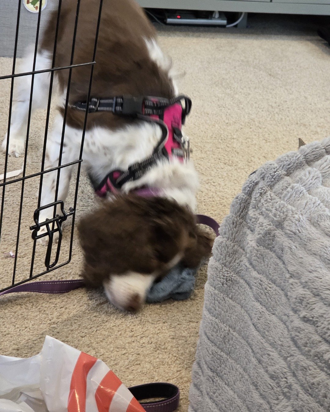 Sparky the English Springer Spaniel. Dog, Puppy, Accessories, Strap, Indoors