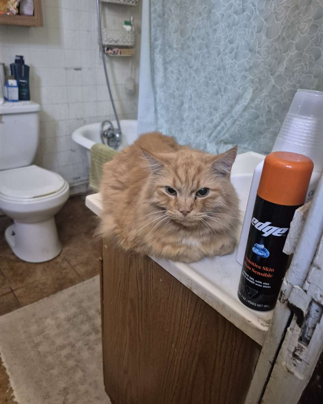 Raccoon Bear Anne Schubert. Indoors, Cat, Bathroom, Room, Toilet, Wood