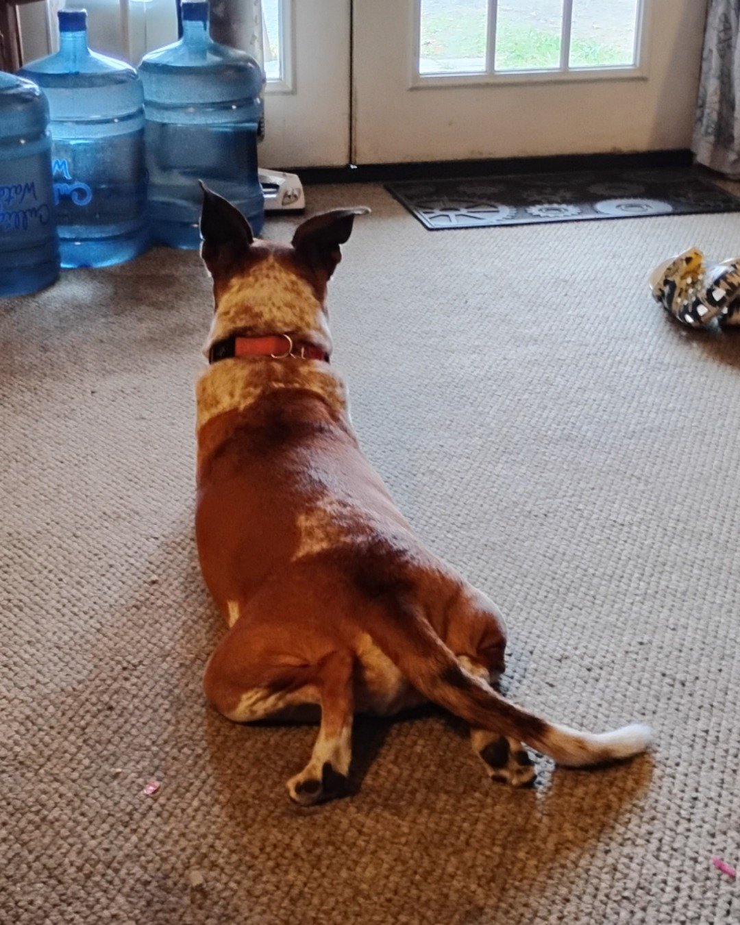 Turbo the Red heeler. Floor, Dog, Flooring, Ball, Sport, Tennis