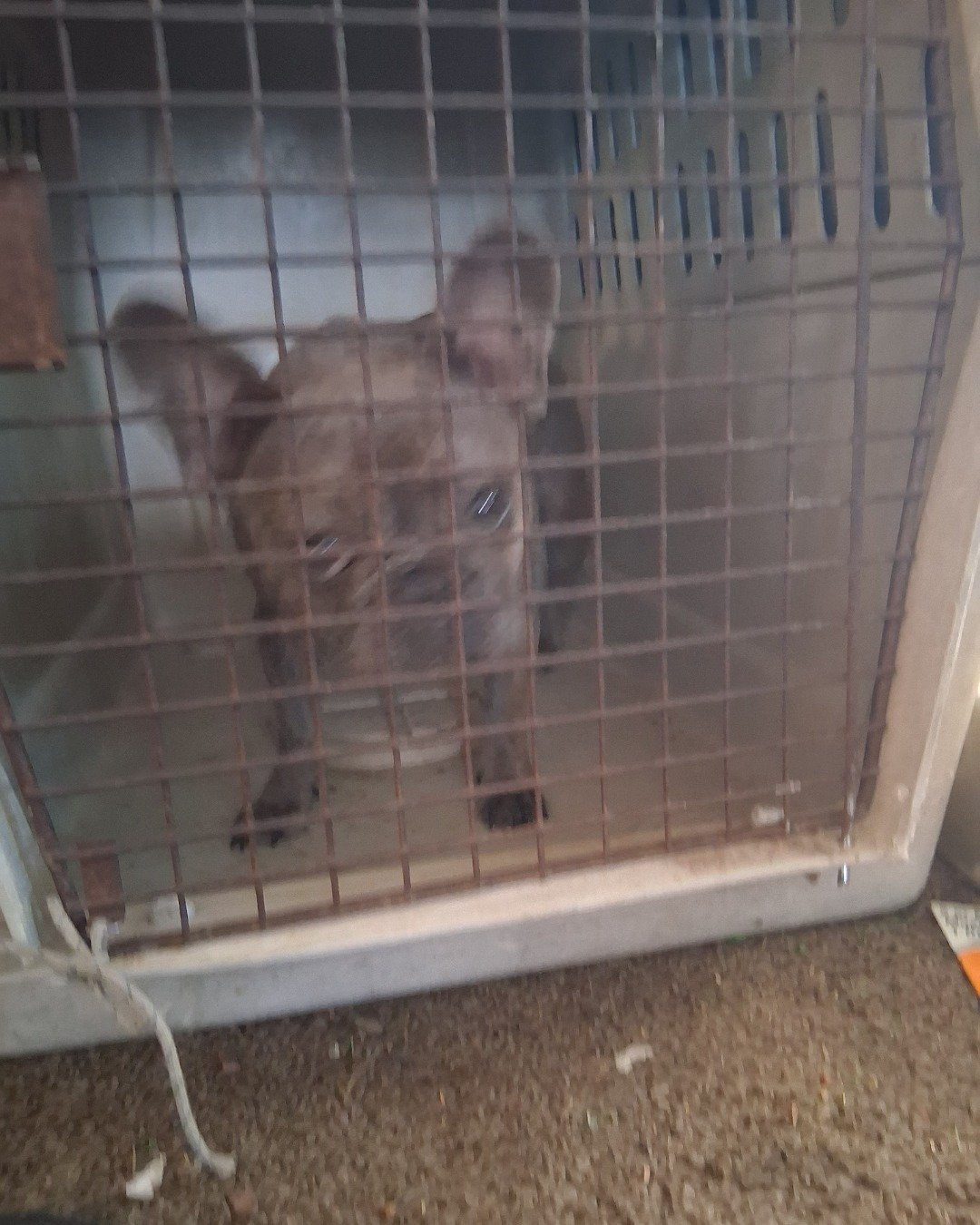 Rosie
