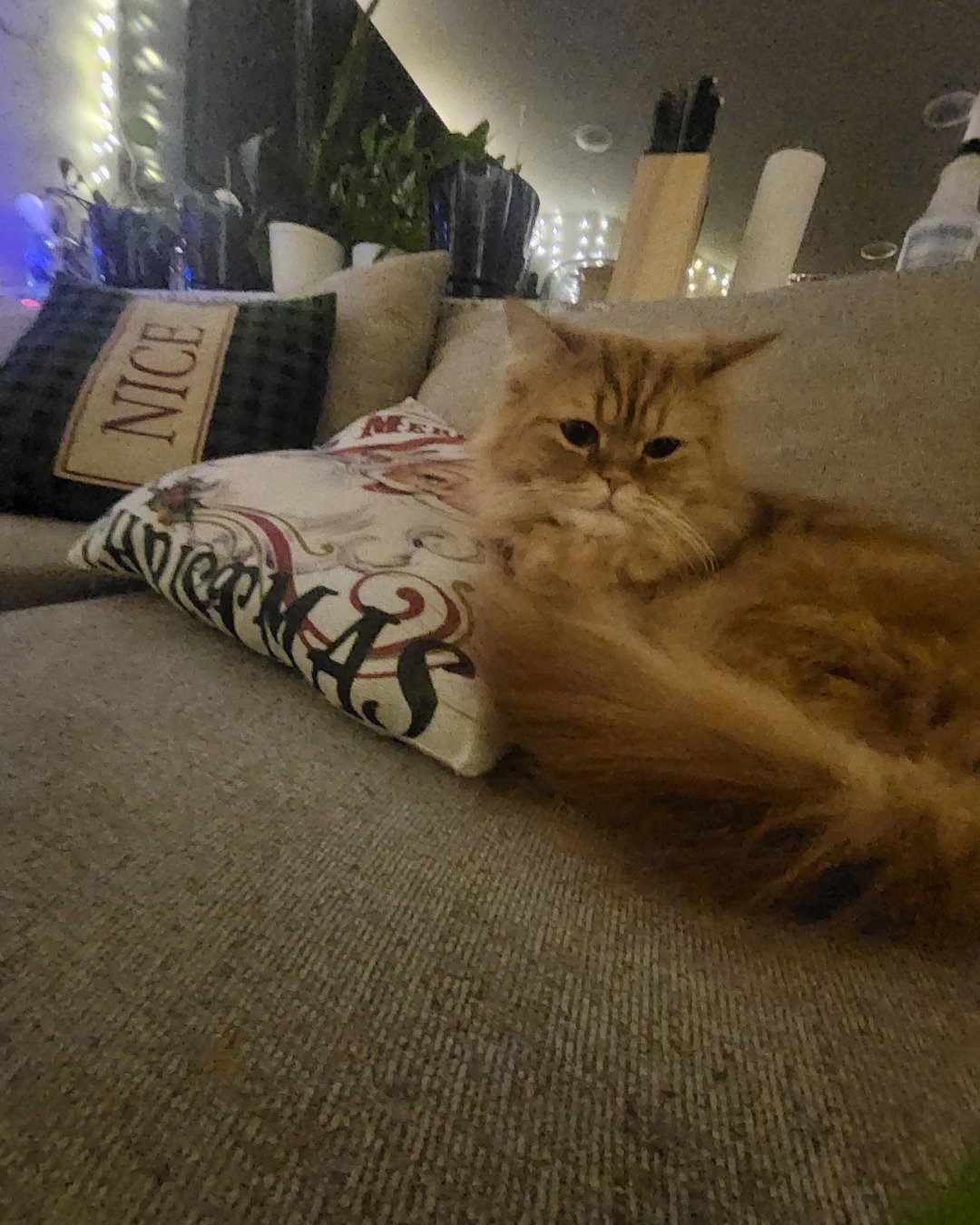 Kemet the Persian Ragdoll. Cushion, Home Decor, Couch, Furniture, Cat, Kitten