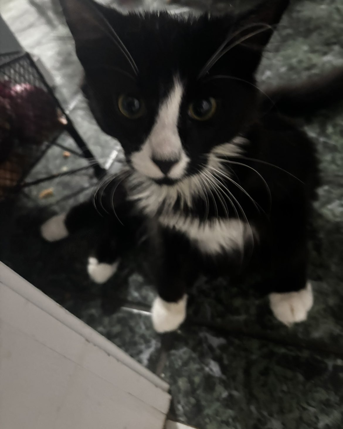 Cookies & cream. Cat, Kitten