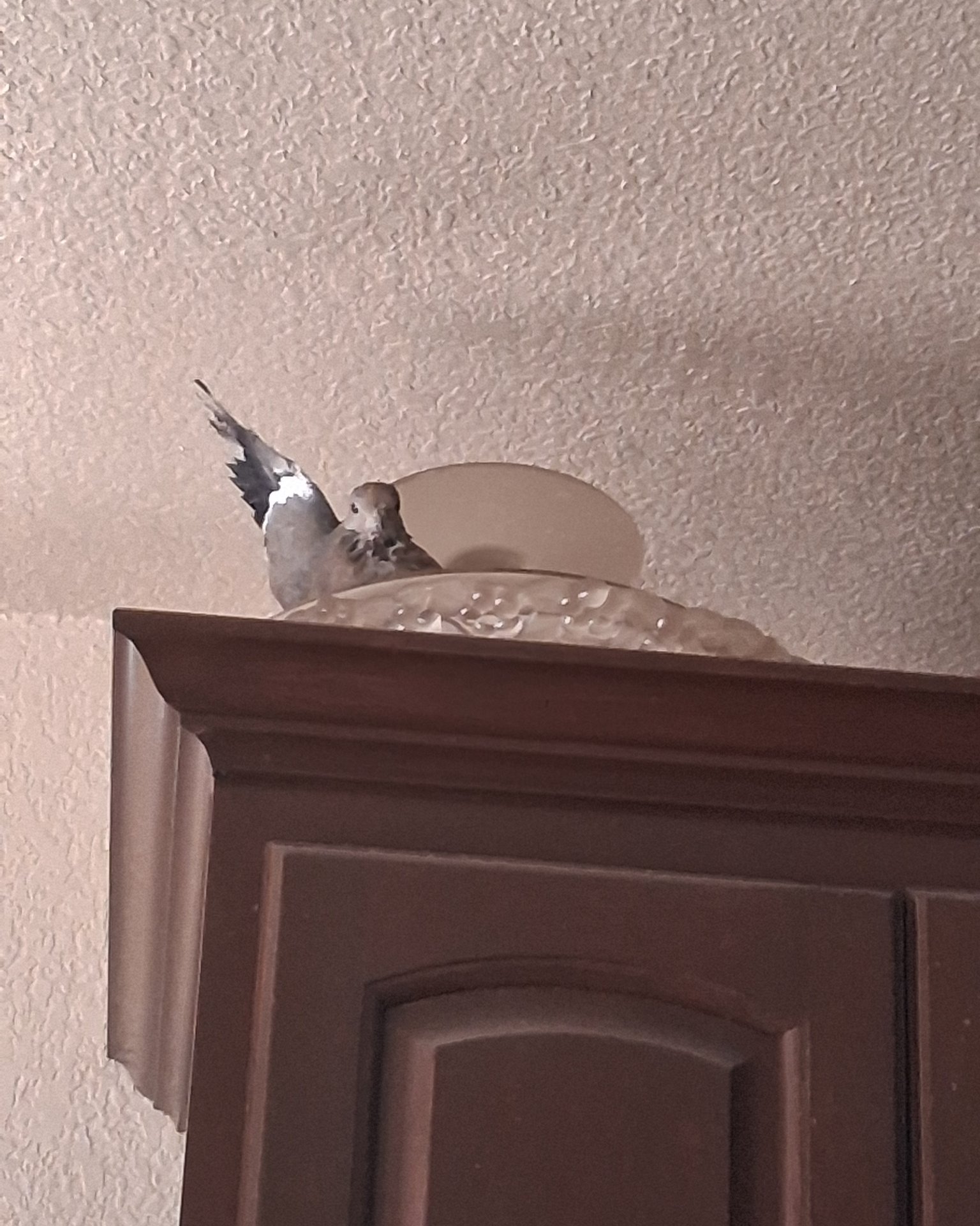 Derek the white tipped dove. Bird