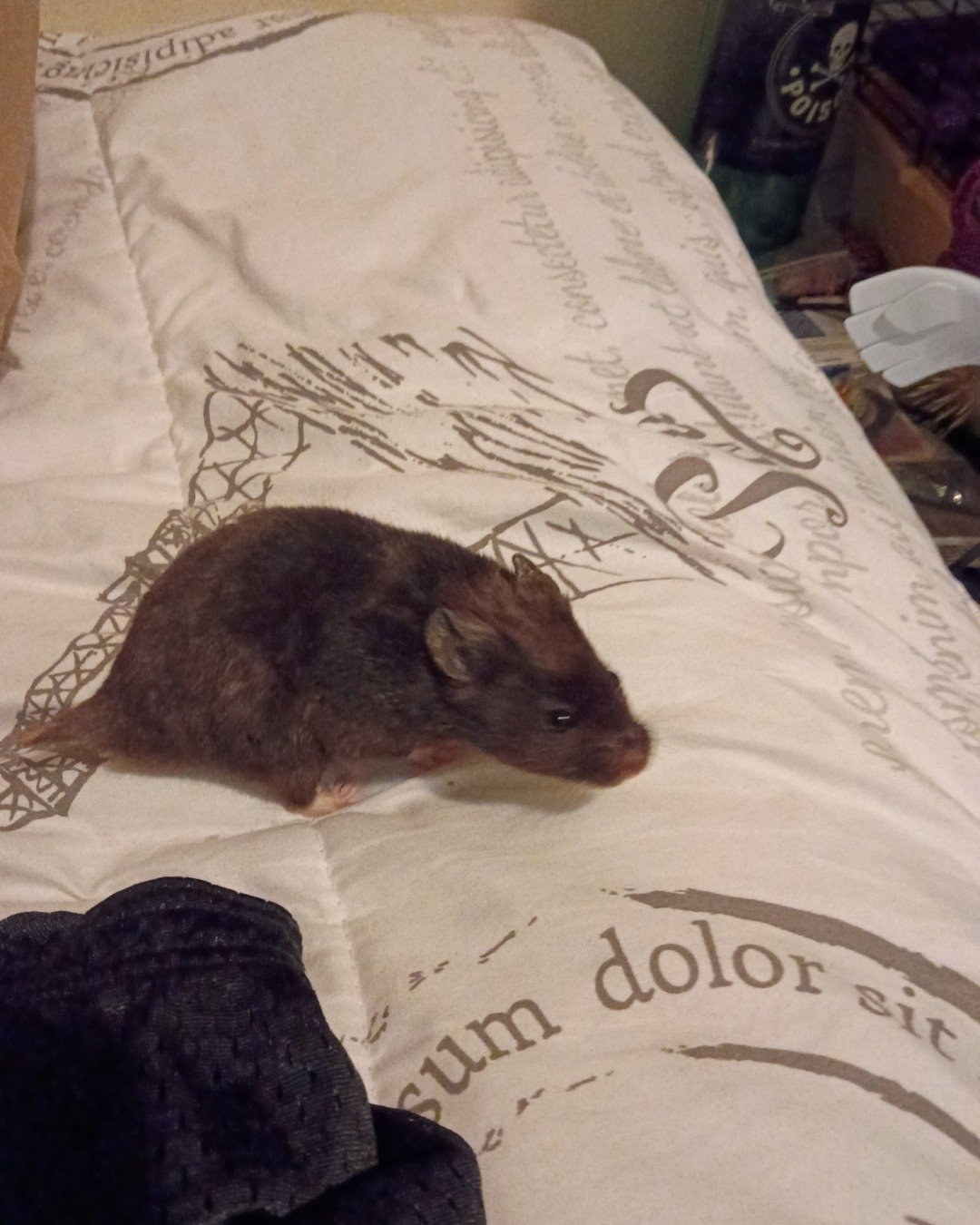 dean the black bear hamster. Rat, Rodent