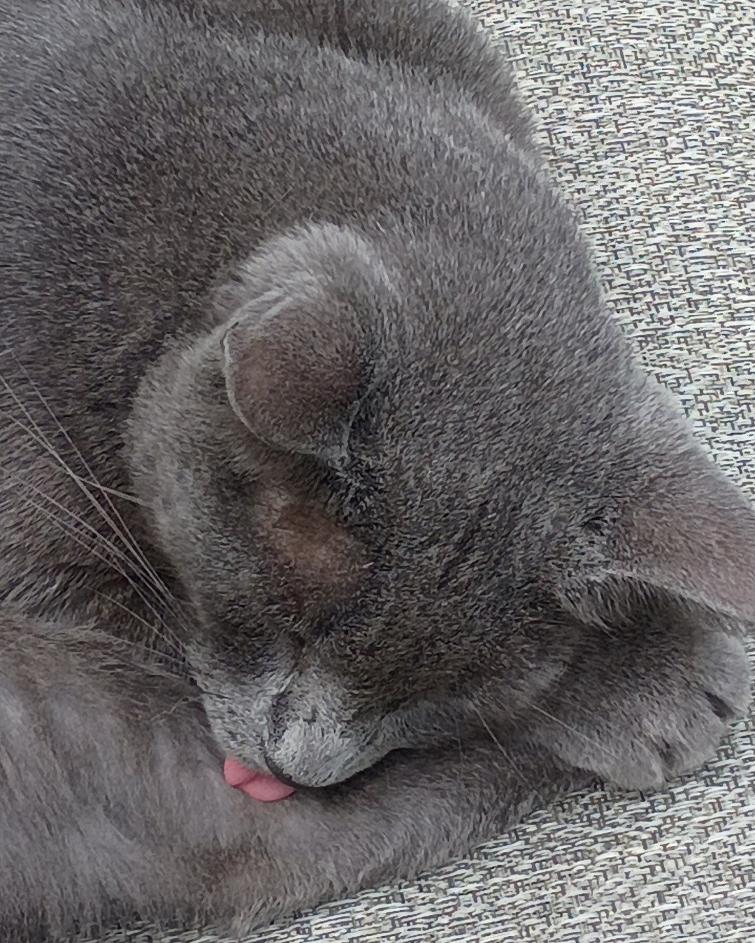 Fizzy the taby. Person, Sleeping, Cat