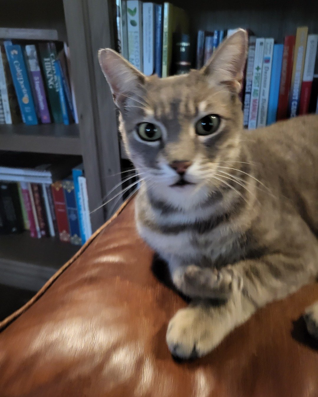 Jack the Tabby. Book, Publication, Indoors, Library, Shelf, Furniture