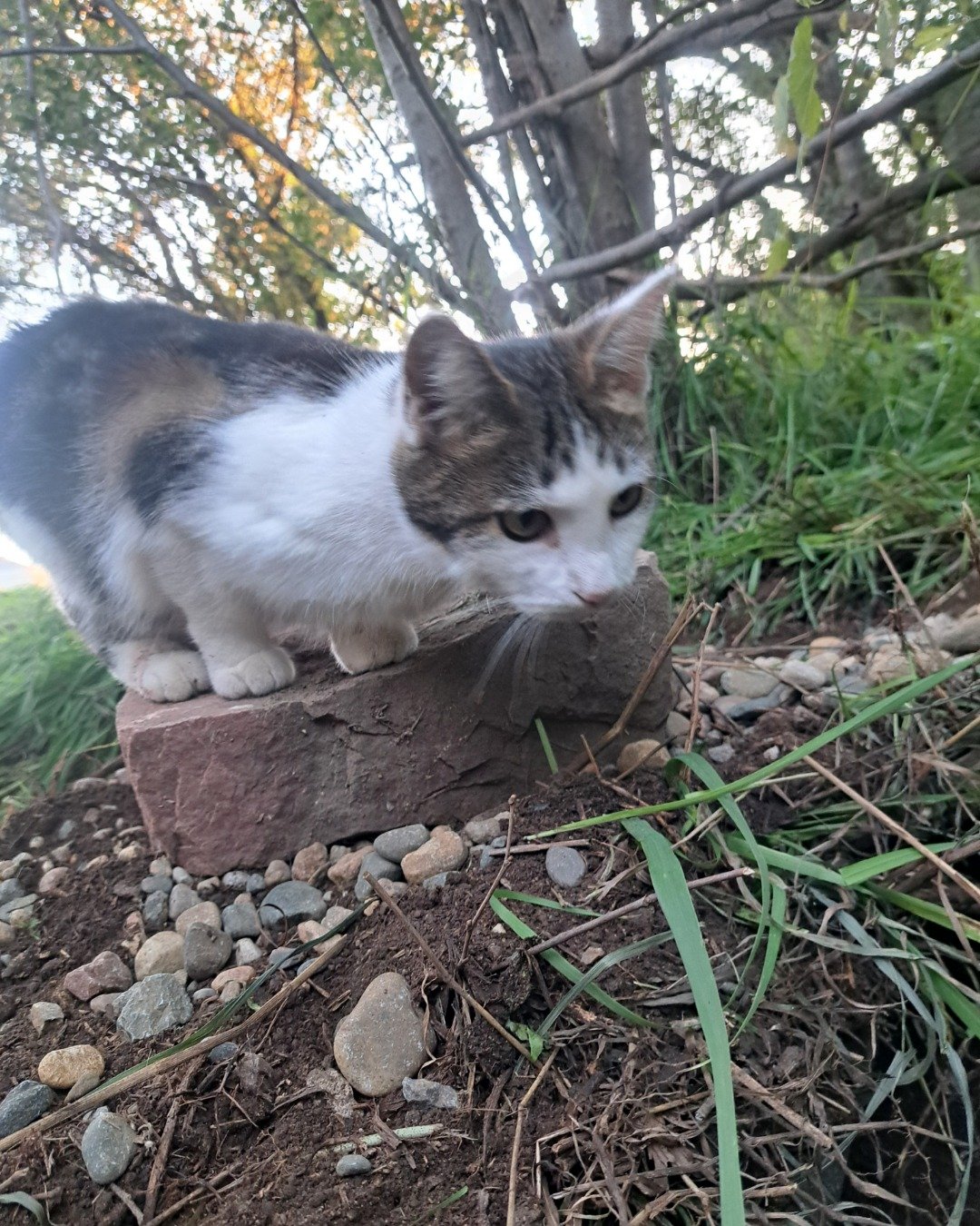 Queen. Soil, Rock, Plant, Vegetation, Grass, Slate