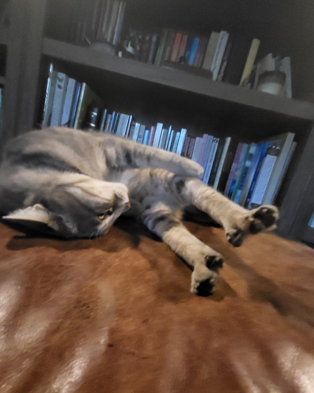 Jack the Tabby. Wood, Indoors, Interior Design, Hardwood, Book, Library