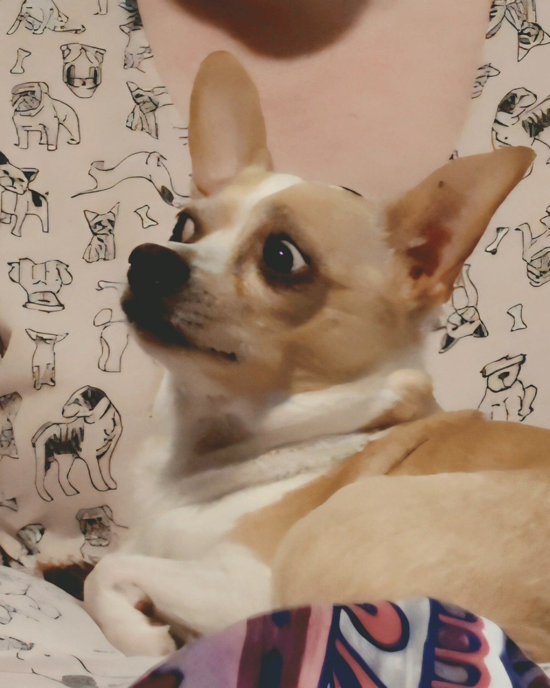 Zeus the Chihuahua. Dog, Puppy, Chihuahua