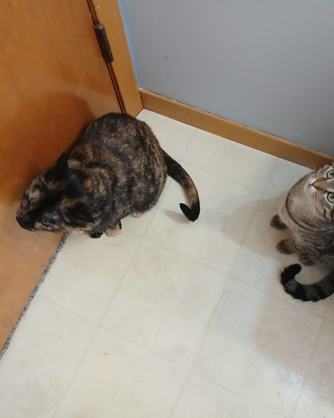 Cookie/Sprinkles. Floor, Flooring, Wood, Hardwood, Cat, Door