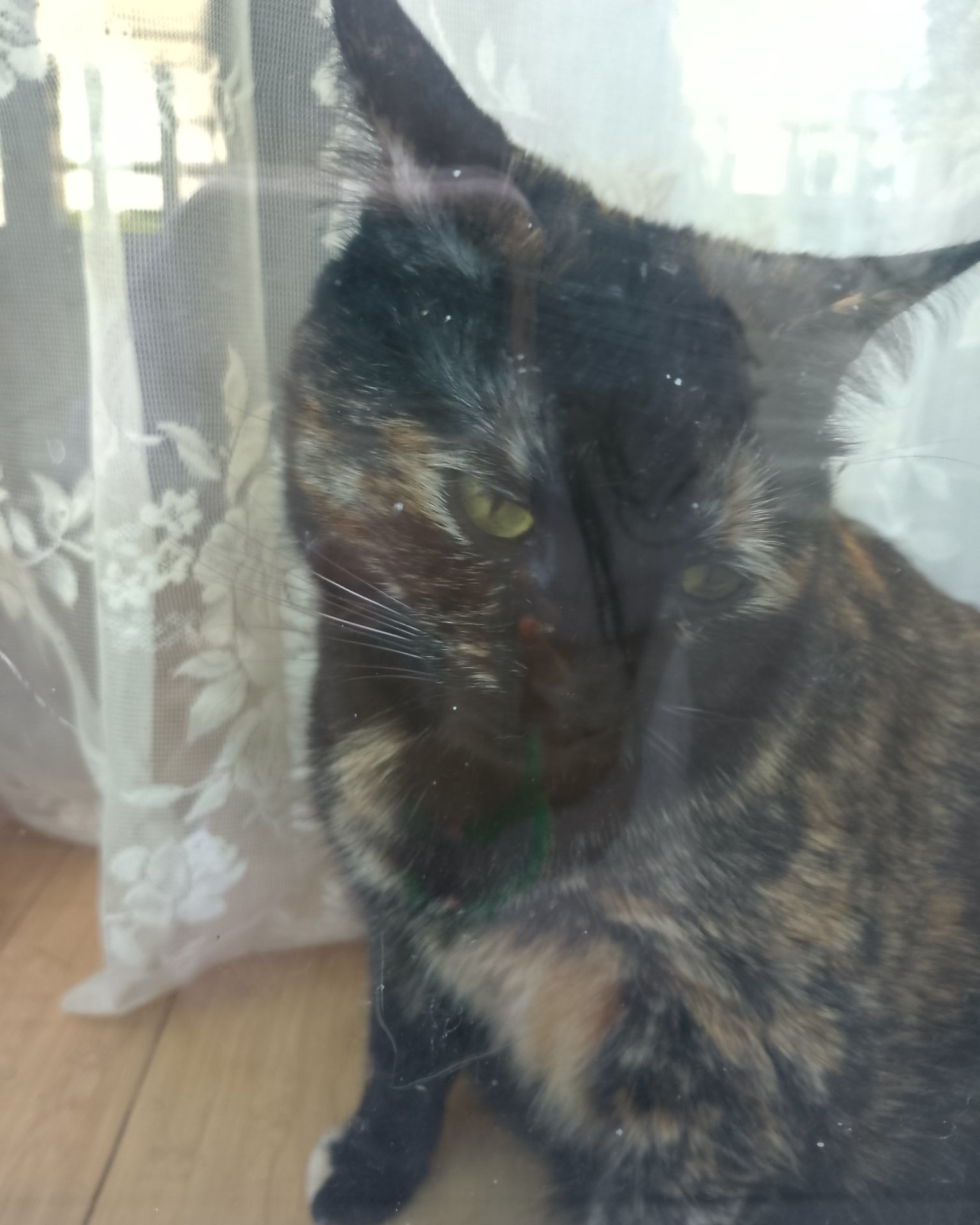 Candy (a.k.a. Angie) the American Shorthair. Cat, Manx