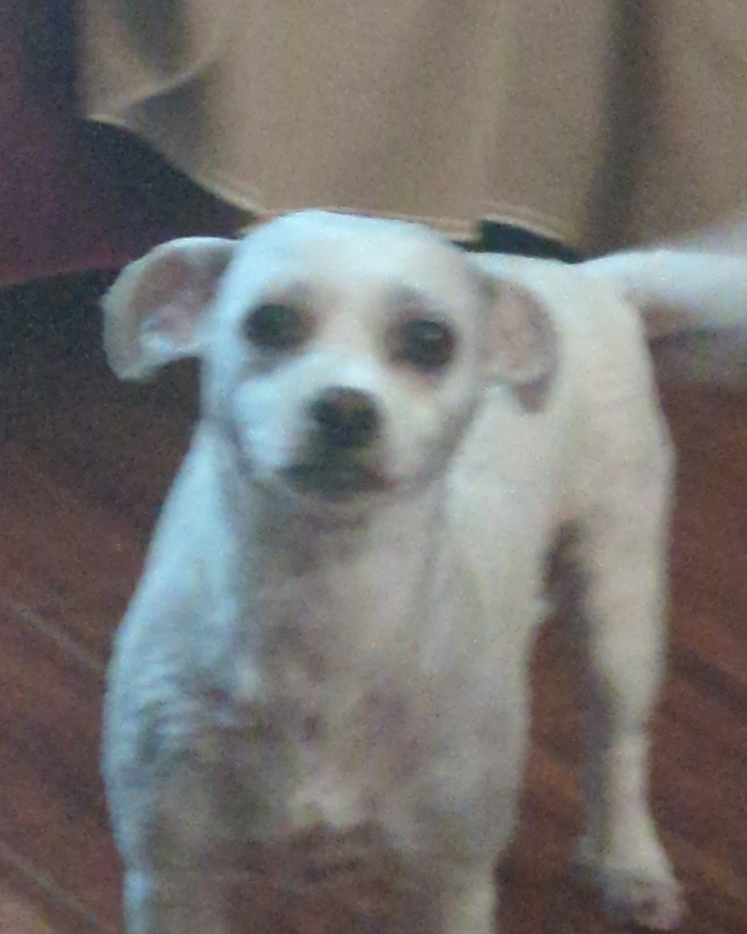 candy!🍭🍬. Chihuahua, Dog, Puppy