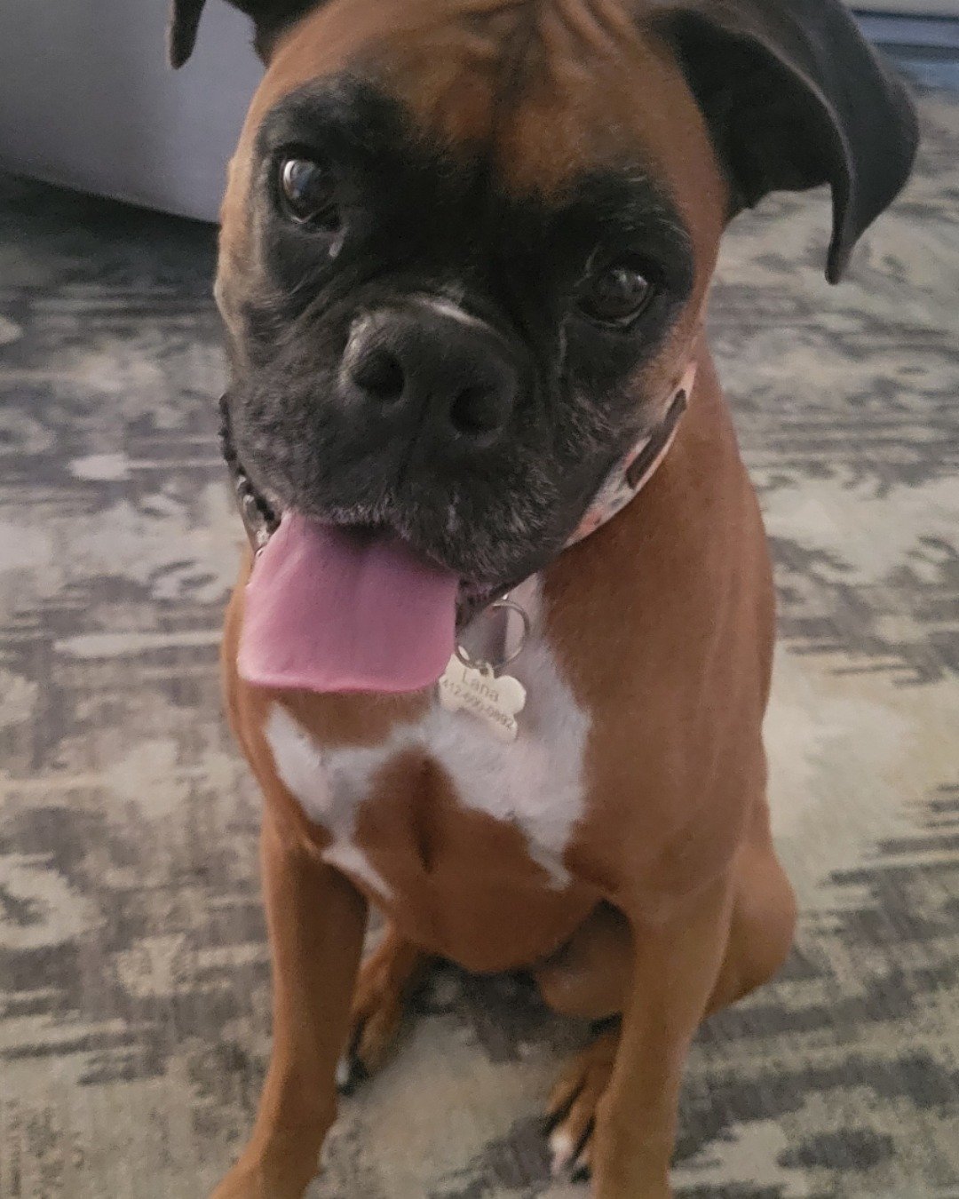 Lanna the boxer. Boxer, Bulldog, Dog