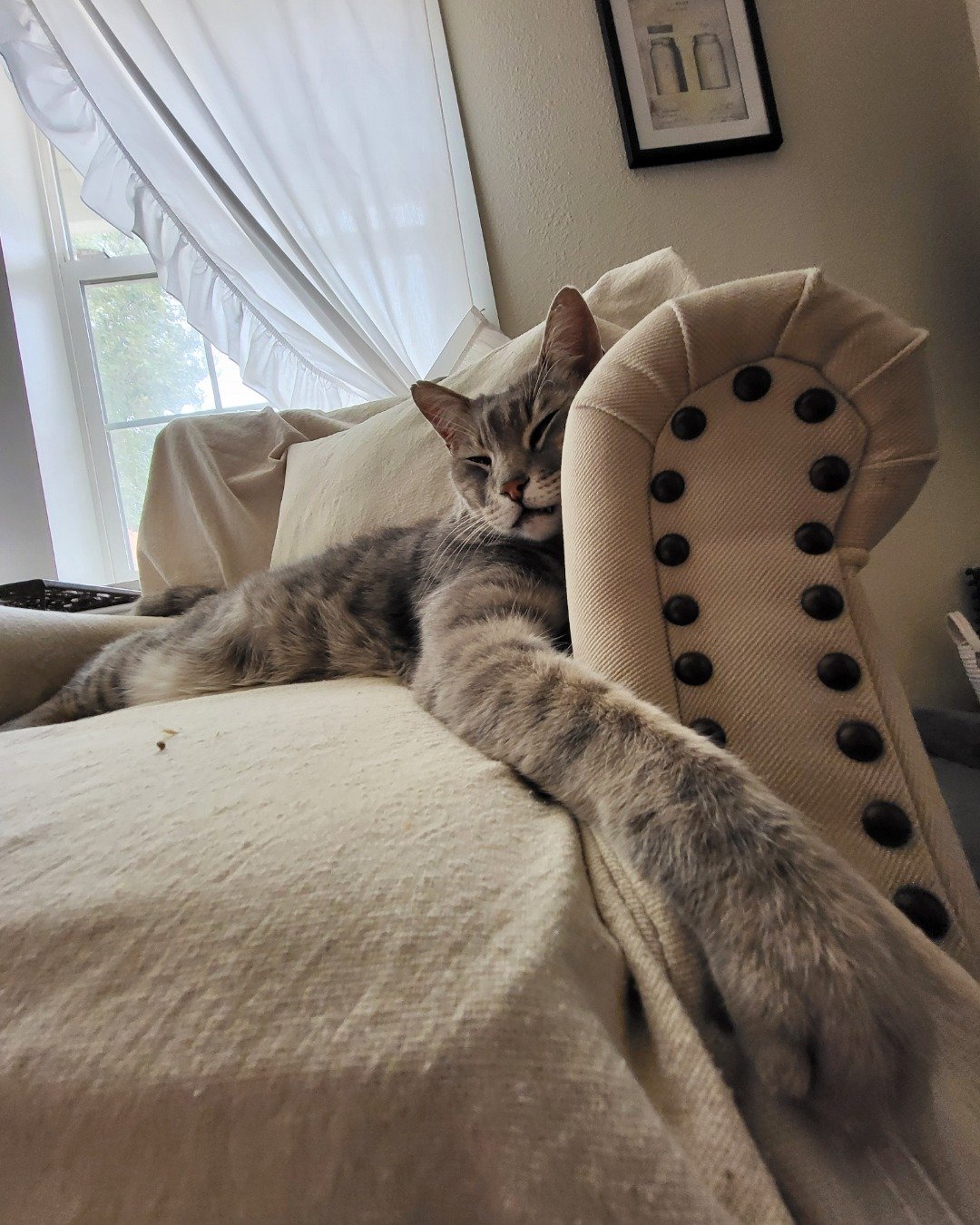 Jack the Tabby. Furniture, Cat, Photo Frame, Blanket