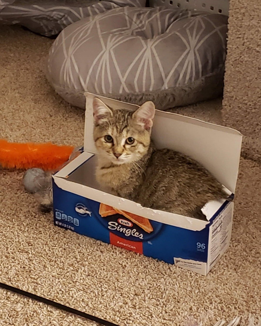 Lucy the tabby. Box, Cat, Kitten