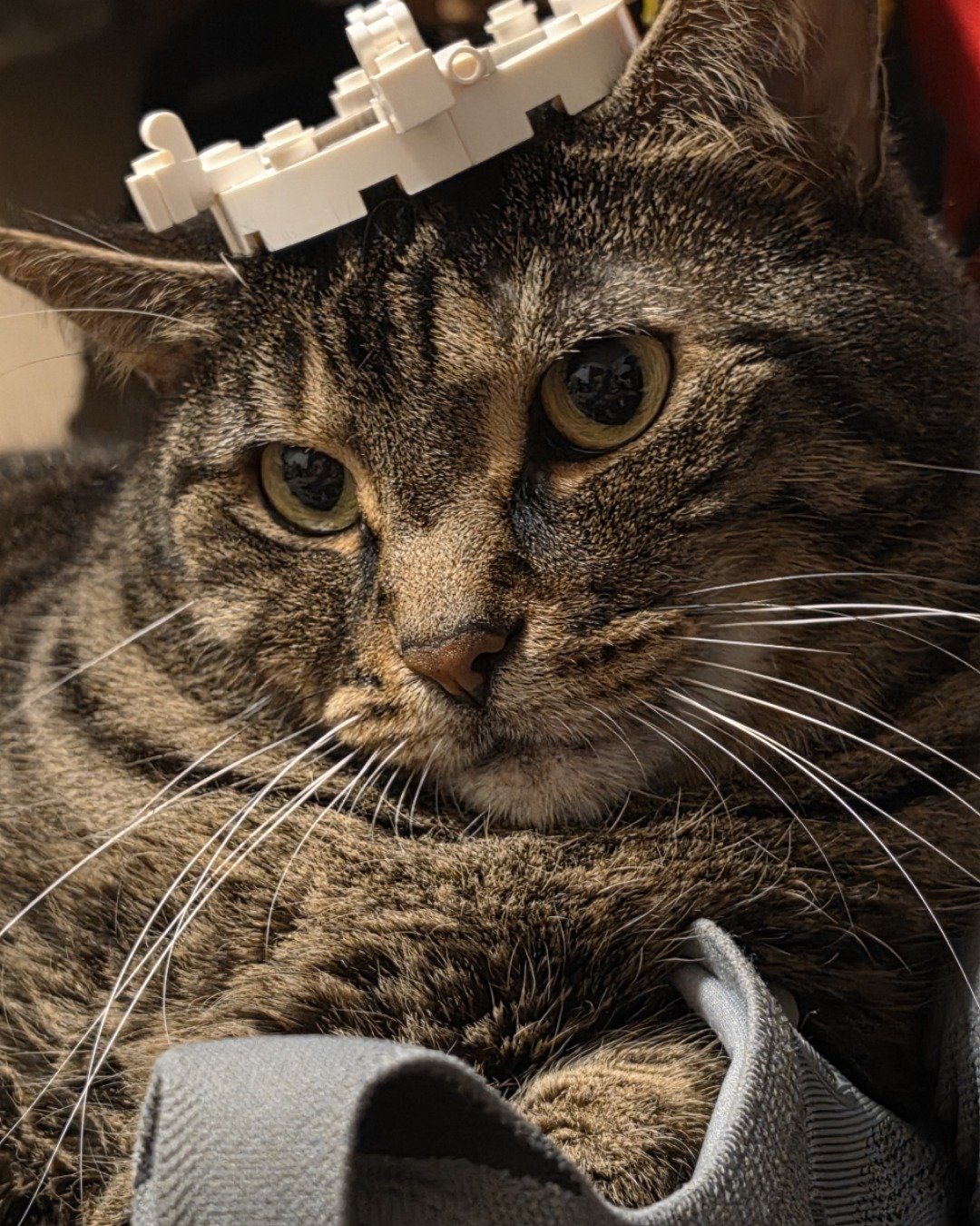 Rick. Abyssinian, Cat