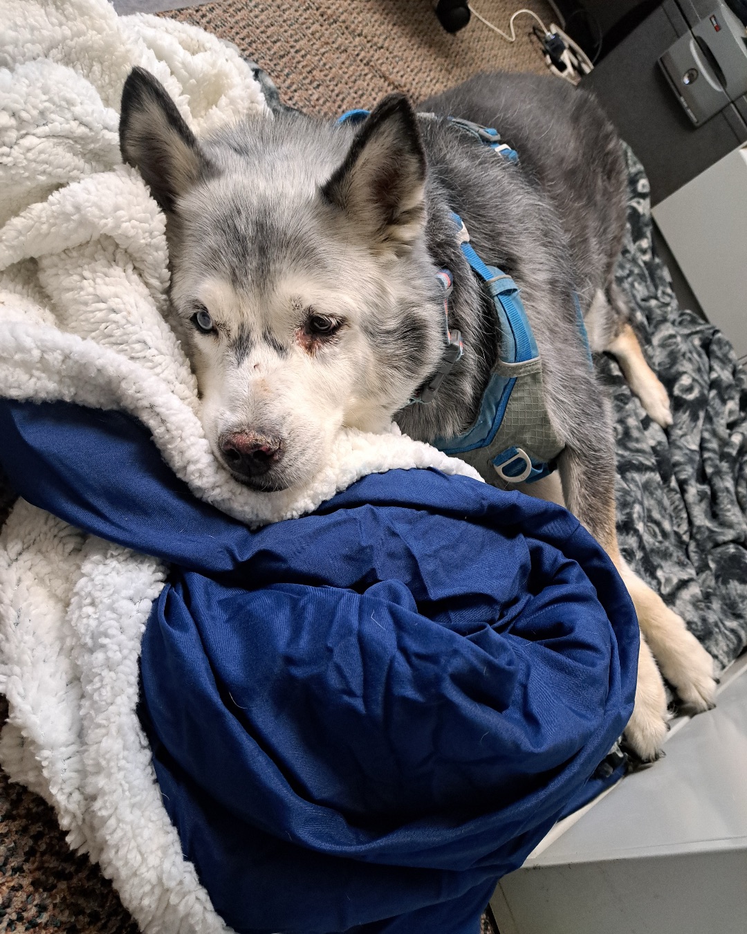 Loki the Siberian Husky