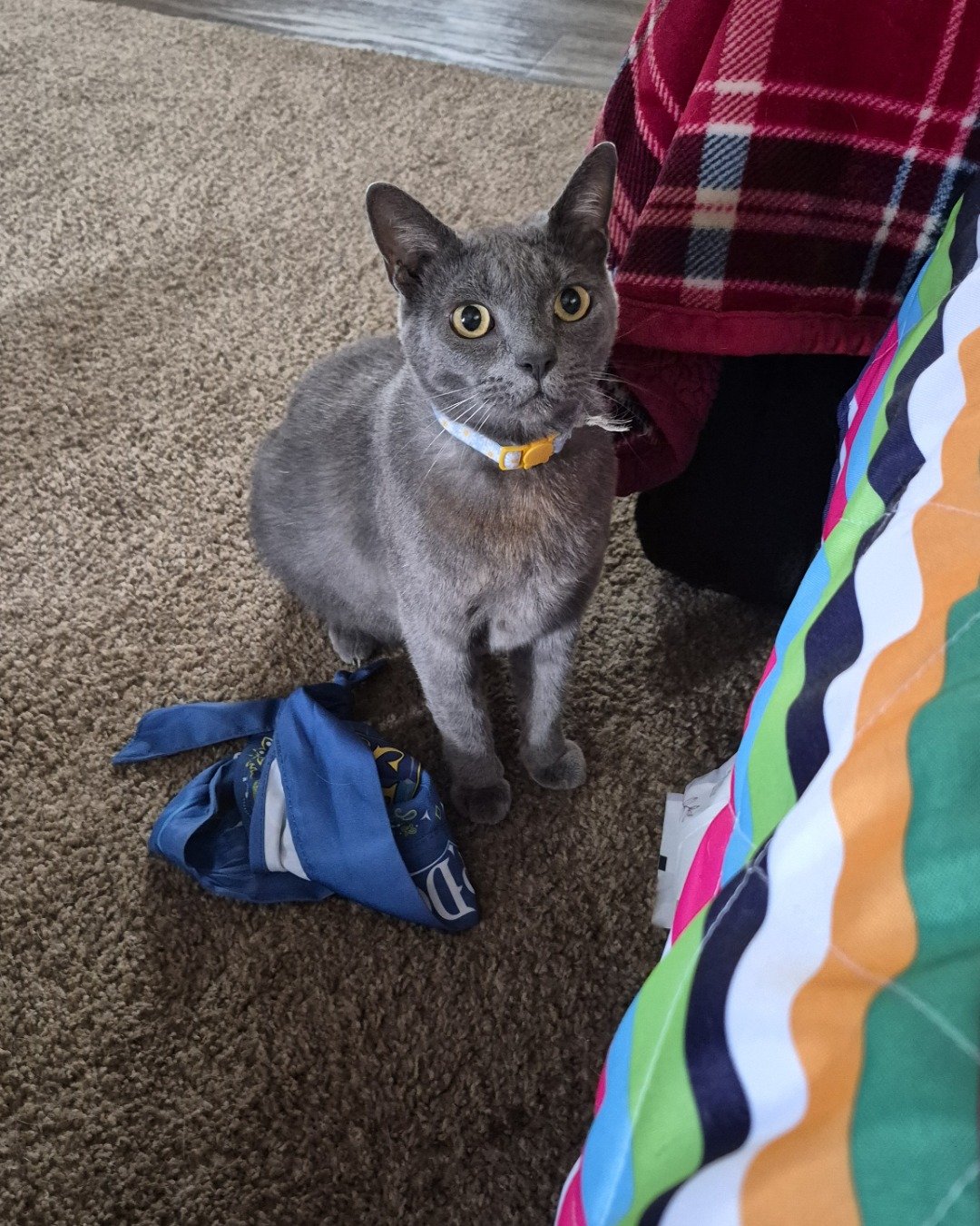 tinkerbell the blue russian. Cat, Blanket