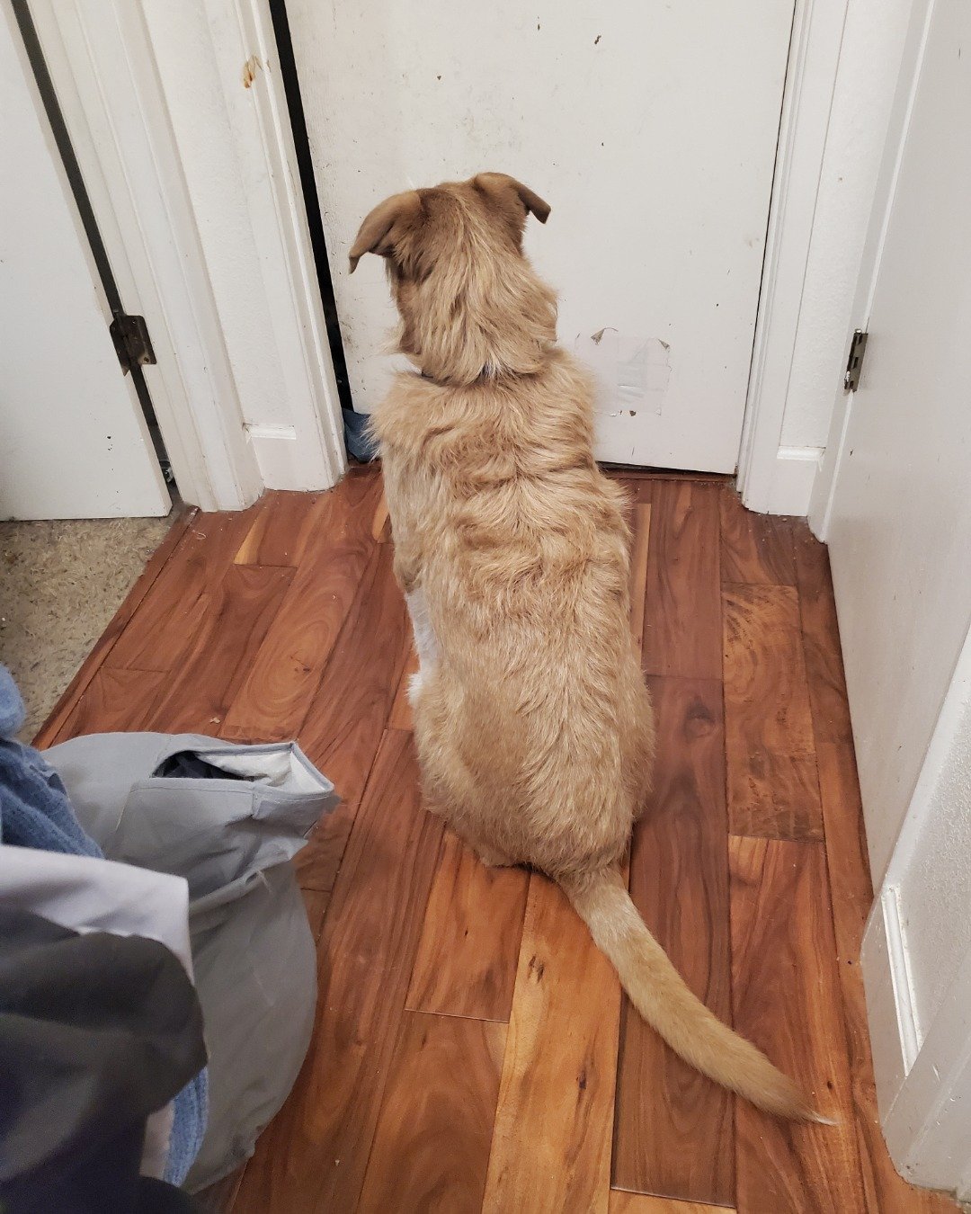 Dexter the Mixed Breed. Hardwood, Wood, Floor, Stained Wood, Flooring, Indoors