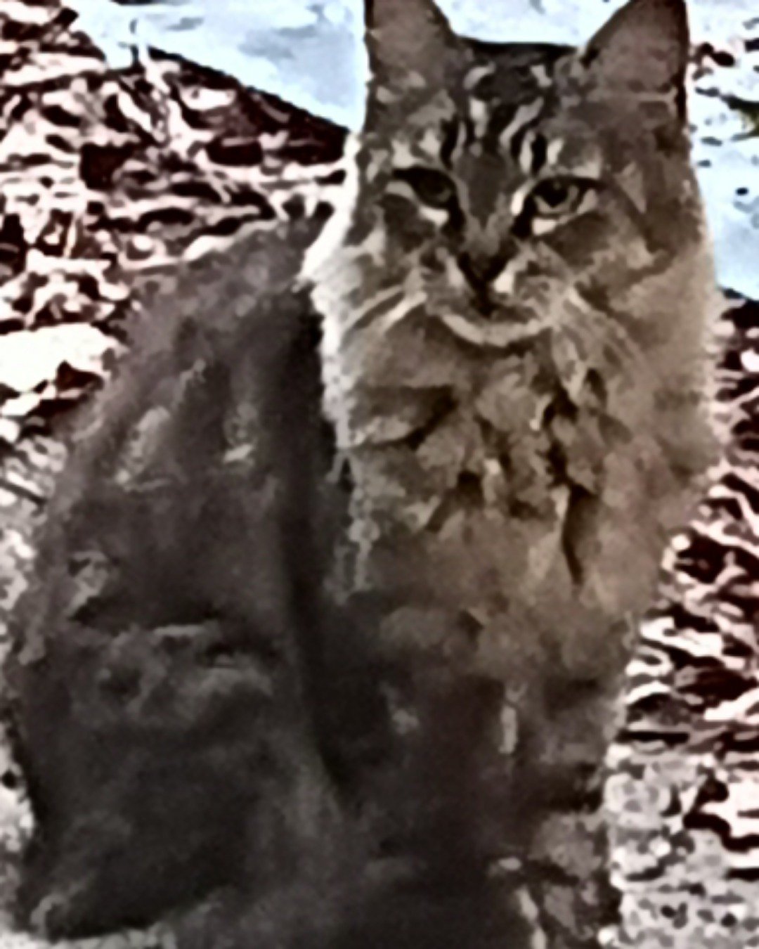 Bella bee the tabby. Cat