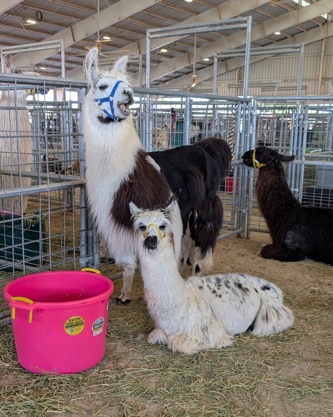 Stanley the Llama. Livestock, Sheep, Llama