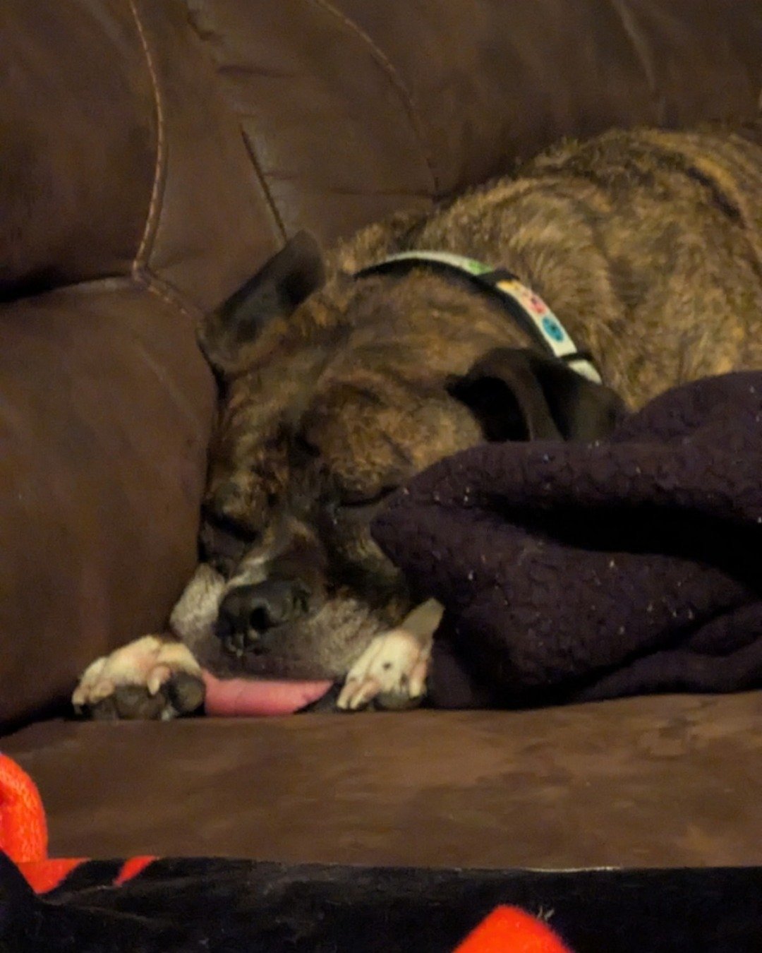 Mouse the Pittbull X Boxer. Couch, Furniture, Dog, Bulldog