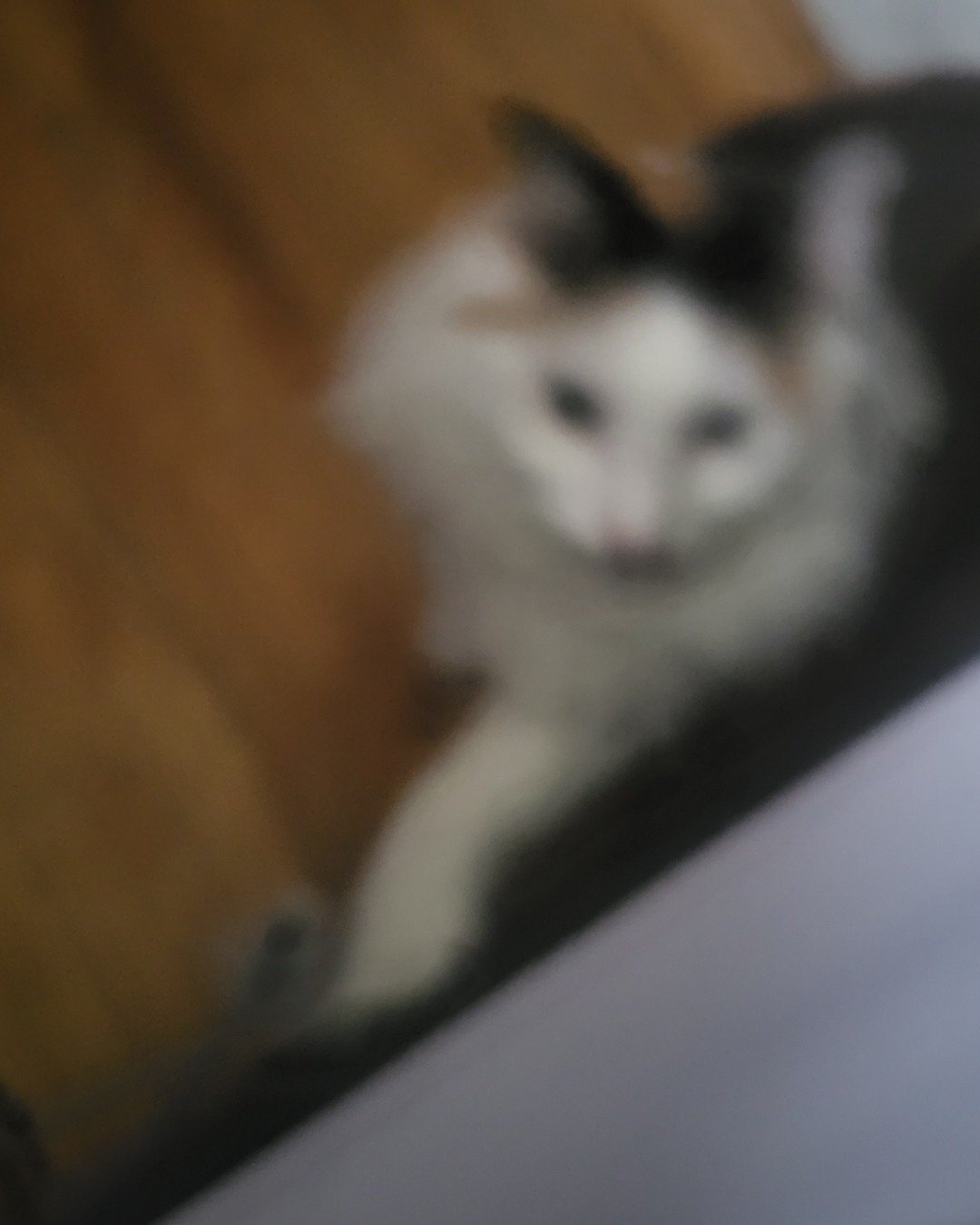 daisy. Cat, Kitten
