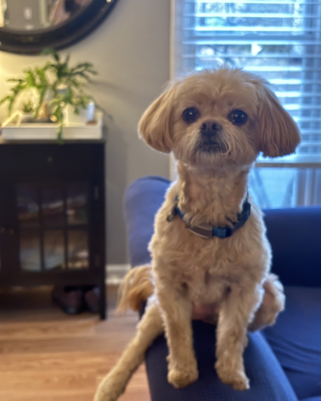 Chewie the Peekapoo