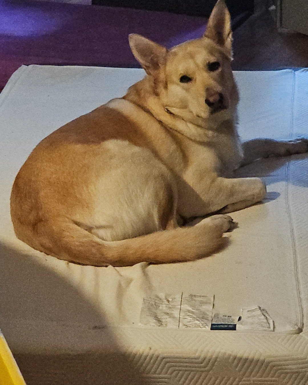 Bella the Labsky. Dog, Furniture, Husky, Puppy