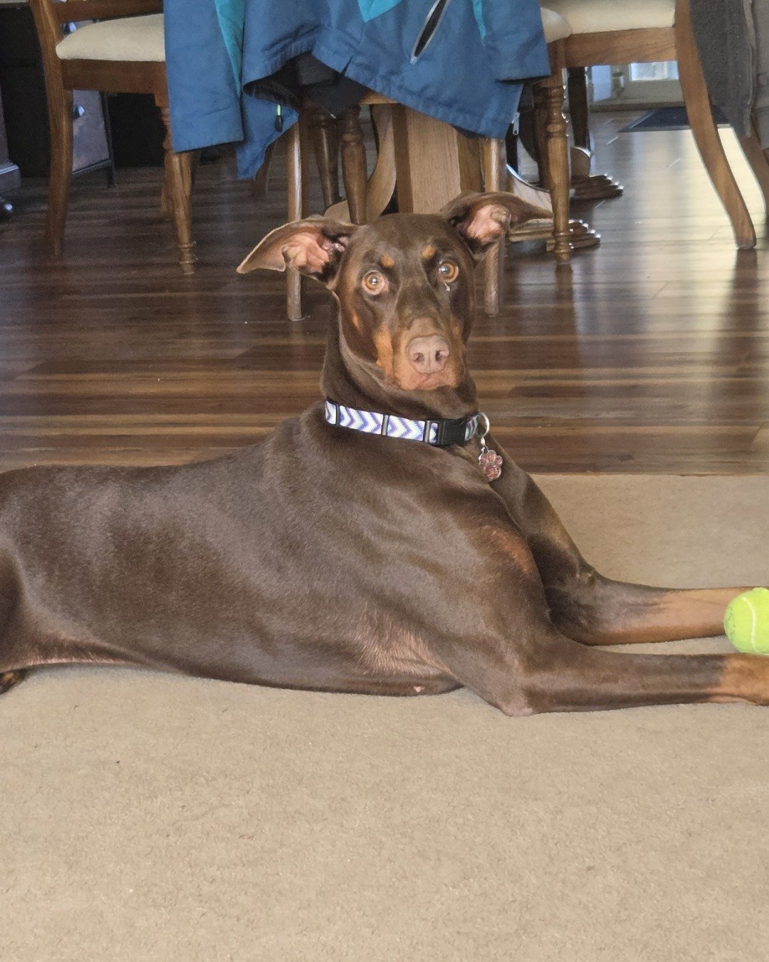 Indy the doberman. Wood, Floor, Dog, Flooring, Ball, Sport