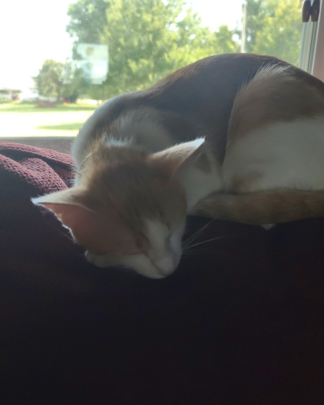 runt , abbey jr. ,and peanut butter cup the Tabby and calico. Person, Sleeping, Grass, Plant, Cat, Kitten