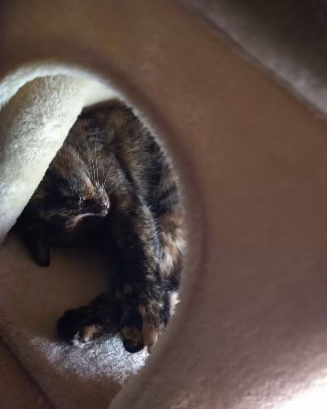 Gizmo. Blanket, Cat